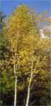 Paperbark birch tree Canoe birch Betula papyrifera