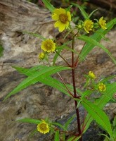 Bidens cernua Bur Marigold yellow perennial flower