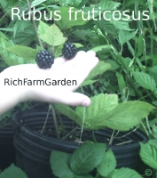 Blackberry plants Rubus fruticosus 'Chester' fruit