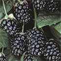 Arapaho Blackberry