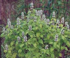 Hairy Woodmint Blephilia hirsuta perennial