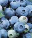 Bluecrop Blueberry