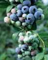 Blueray Blueberry