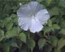 Blue River II hibscus coccineus seed plant