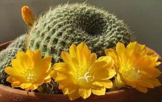 Bolivian Globe cactus flower Rebutia rubriflora