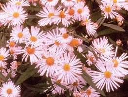 Boltonia asteroides nana Pink Beauty