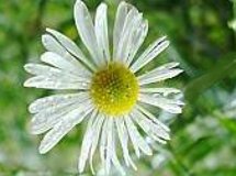 Boltonia asteroides Snowbank