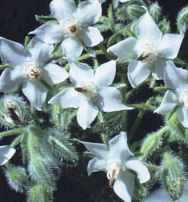 Borage Borago officinalis