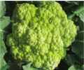 Broccoverde Broccoflower
