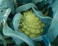 Romanesco Broccoli