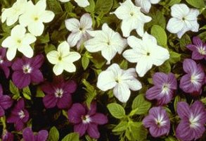 Browallia speciosa Bells Mix blue and white annual flower