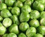 Long Island Improved Heirloom Brussels sprout