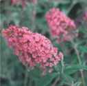 Buddleia perennial flower