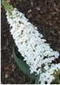 Buddleia perennial flower