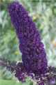 Buddleia perennial flower