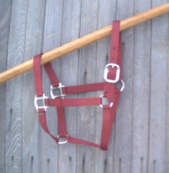 Horse - Halter