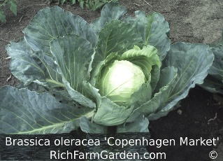 Brassica oleracea
        Copenhagen Market