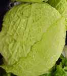 Late Flat Dutch Cabbage
        Brassica oleracea