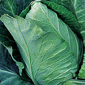 Early Jersey Wakefield Cabbage
        Brassica oleracea