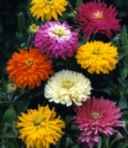 Giant Cactus Flowered Mixed
        Zinnia elegans Annual