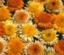 calendula officinalis kablouna mix