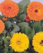 calendula officinalis pacific giants mix pot marigold