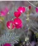 Tall Poppy Mallow Palmleaf Poppymallow Callirhoe leiocarpa