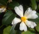 camellia oleifera tea oil plant