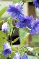 Nettle leafed Bellflower Campanula trachelium perennial flower