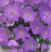 Blue Carpathian Bellflower Campanula carpatica perennial flower