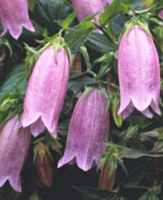 Spotted Bellflower Campanula punctata perennial flower