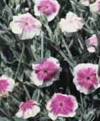 Angel Blush Lychnis coronaria