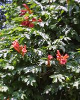 campsis radicans trumpet creeper vine seed plant