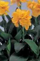 Yellow Canna