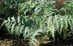 Cardoon Cynara caredunculus