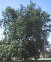 European Hornbeam European Ironwood Carpinus betula tree