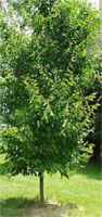 American Hornbeam Carpinus caroliniana American Ironwood Blue Beech tree