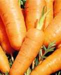 Danvers Half Long Carrot