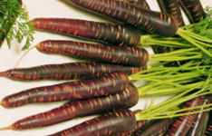 Purple Haze Carrot