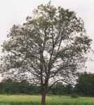 Water Hickory tree Carya aquatica