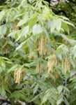 Mockernut White Hickory tree Carya tomentosa