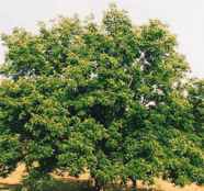 Illinois Hardy Pecan Carya illinoiensis