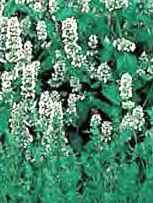 Catnip Nepeta cataria