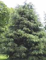 Himalayan Cedar Cedrus deodara