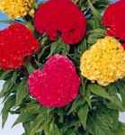 Chief Mix Celosia argentea Cristata