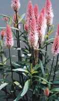 Flamingo Pink Celosia argentea Spicata