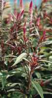 Flamingo Purple Celosia argentea Spicata