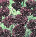 Centaurea Midnight black flower