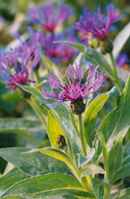 Montana Blue Cornflower Centaurea montana