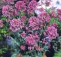 centranthus rubrum